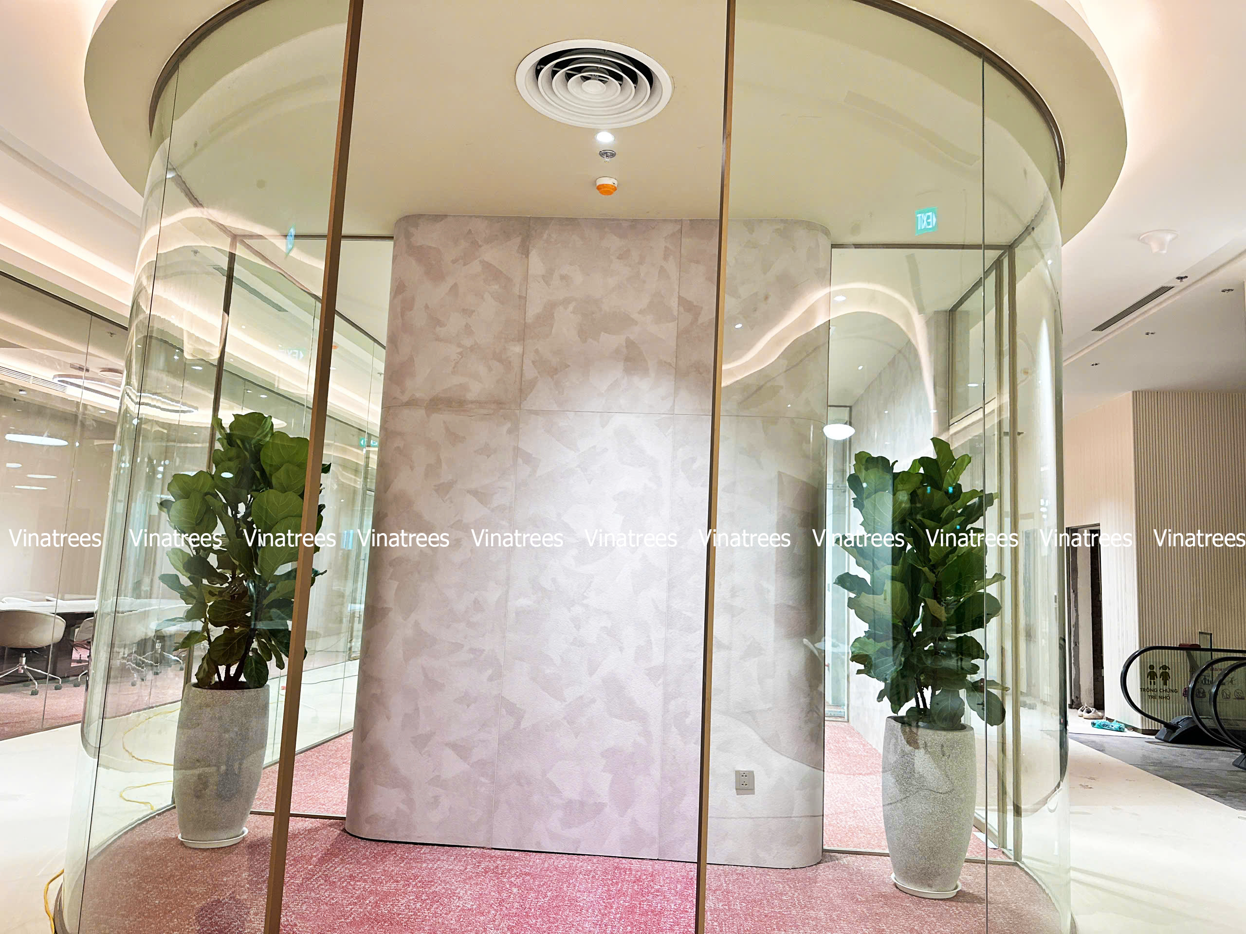 Vinatrees tư vấn thiết kế dịch vụ cho thuê cây cảnh văn phòng tại Hà Nội